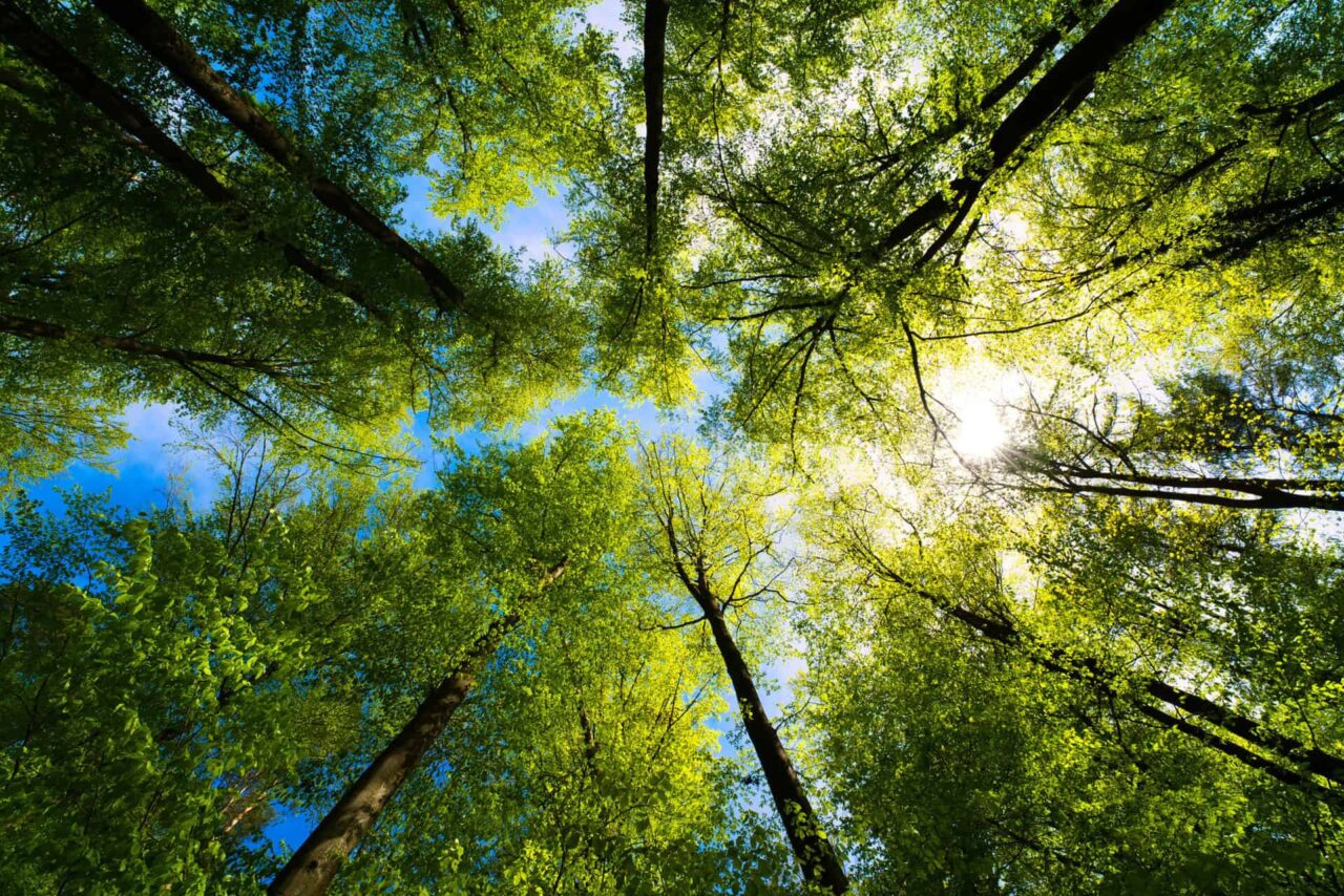 Sunlight filtering through green tree canopy symbolizes environmental responsibility.